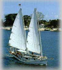 cruises